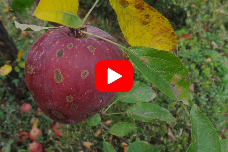▶︎ Watch: Apple Pest Management for Home Gardeners