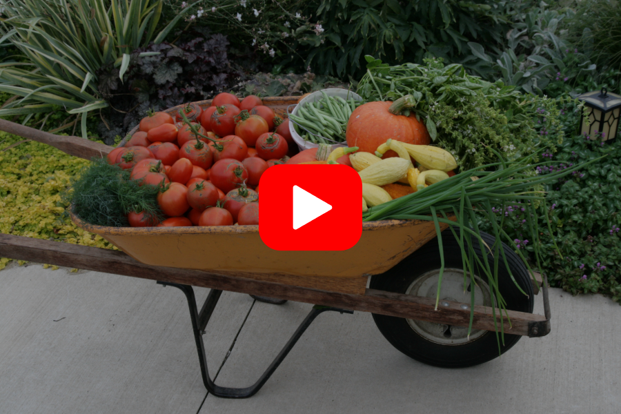 ▶︎ Watch: Planning for a Seed-Saving Garden