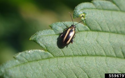 Degree Days for Common Fruit & Vegetable Insect Pests