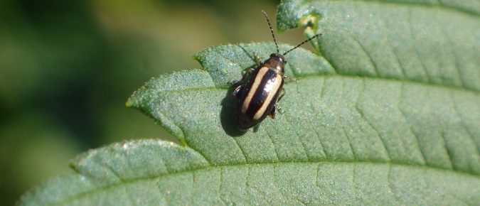 Degree Days for Common Fruit & Vegetable Insect Pests