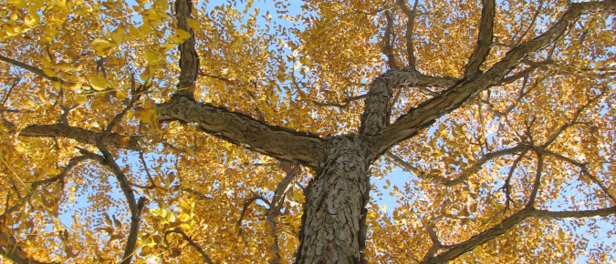 10 Ways Trees Fight Climate Change