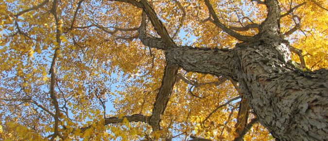 10 Ways Trees Fight Climate Change