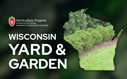 Evergreen Shrubs in the Landscape