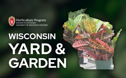 Healthy Roots Healthy Houseplants