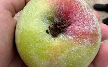 UW-Madison Extension Announces 3-Part Apple Insect Webinar Series for Home Growers