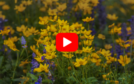 ▶︎ Watch: Low-maintenance, Natural Landscapes for a Neighborly Garden