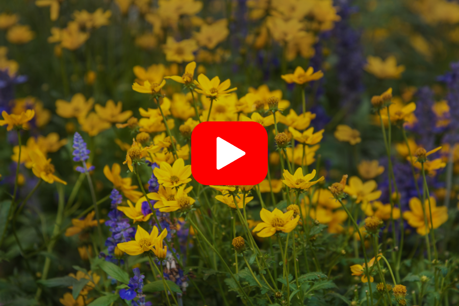 ▶︎ Watch: Low-maintenance, Natural Landscapes for a Neighborly Garden