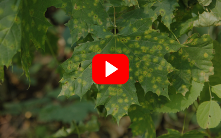 ▶︎ Watch: Strategies for Identifying and Managing Plant Diseases
