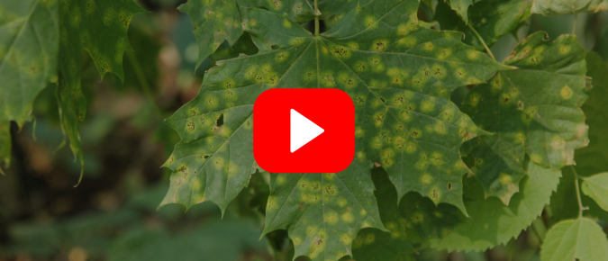 ▶︎ Watch: Strategies for Identifying and Managing Plant Diseases