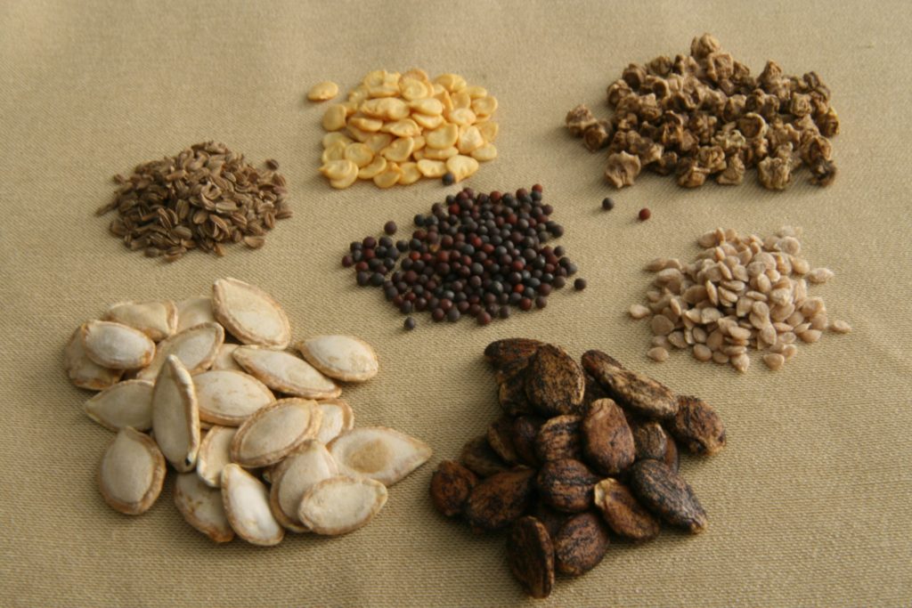 When Is the Right Time to Plant Vegetable Seeds? Check Soil Temperature