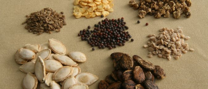  When Is the Right Time to Plant Vegetable Seeds? Check Soil Temperature 