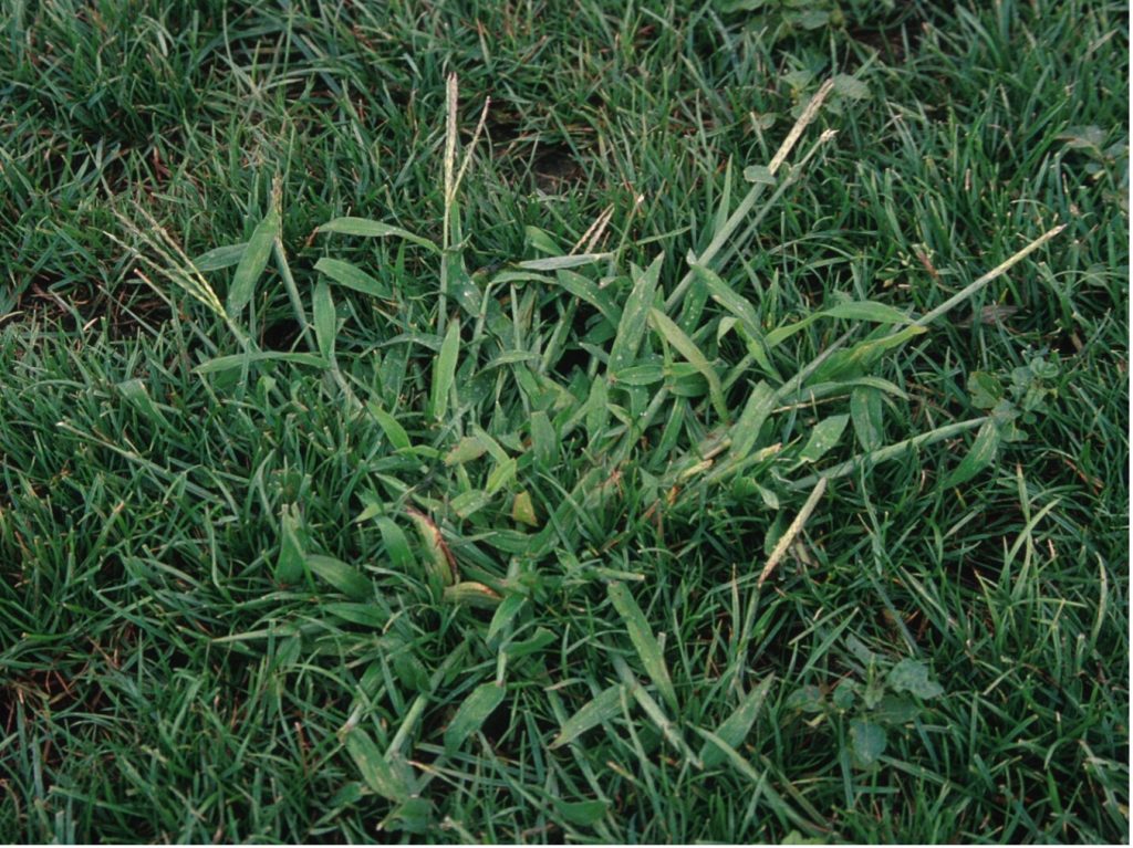 Crabgrass Management in Lawns