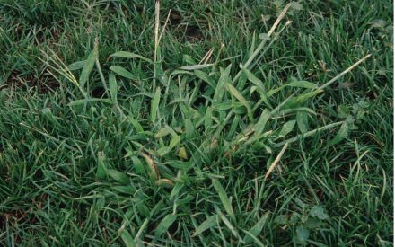 Crabgrass Management in Lawns