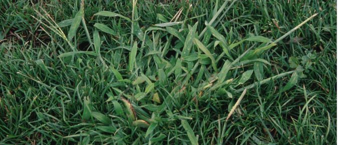 Crabgrass Management in Lawns