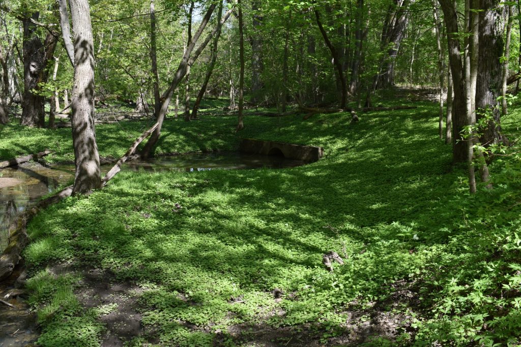 Dense carpet of green Lesser Celandine (Ficaria verna) covering a sunny forest floor near a creek and culvert in a Michigan park