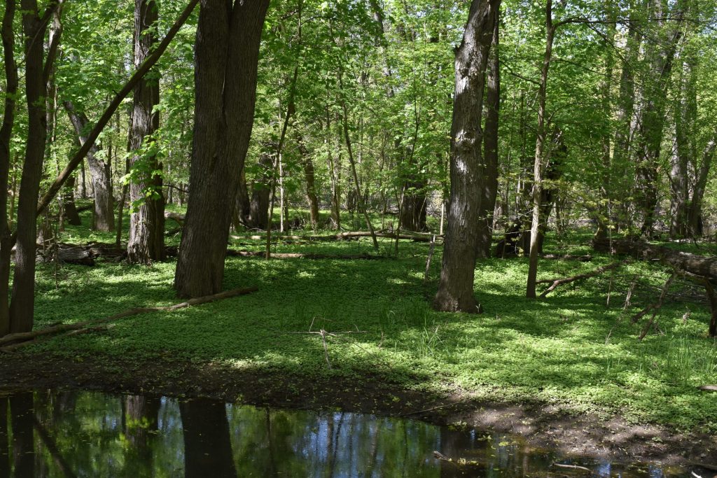 Dense carpet of green Lesser Celandine (Ficaria verna) covering a sunny forest floor near a creek and culvert in a Michigan park