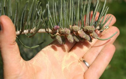 Finding the Right Certified Arborist for You 