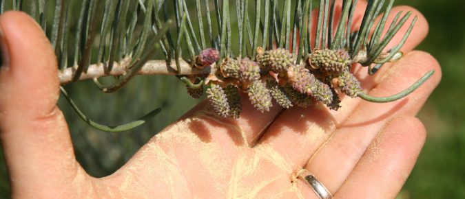 Finding the Right Certified Arborist for You 