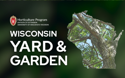 Consider Planting Native Trees in Landscape