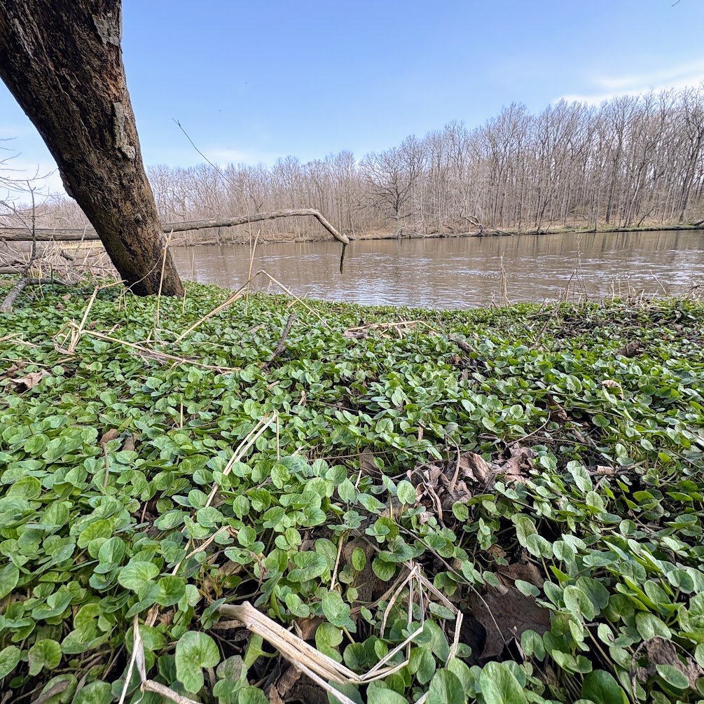 Low green groundcover (Lesser Celandine) growing along a riverbank, with leafless trees and a fallen branch over calm water under a blue sky.