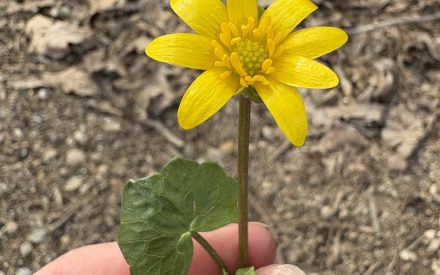 Be on the lookout for lesser celandine: A new invasive plant making its way across the Upper Midwest
