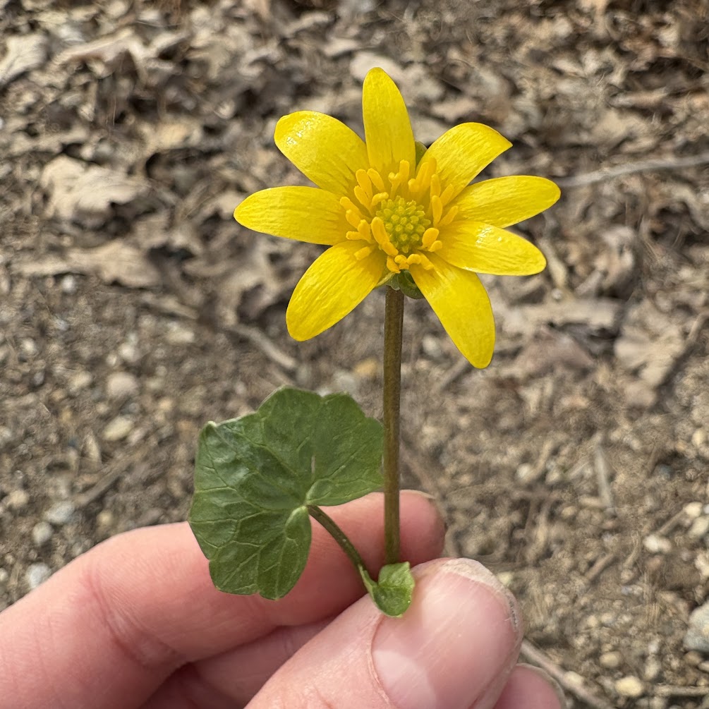 Close-up of a small yellow Lesser Celandine flower with layered petals and a single green leaf, held above soil and dried leaves.