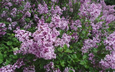 May 2026 Newsletter