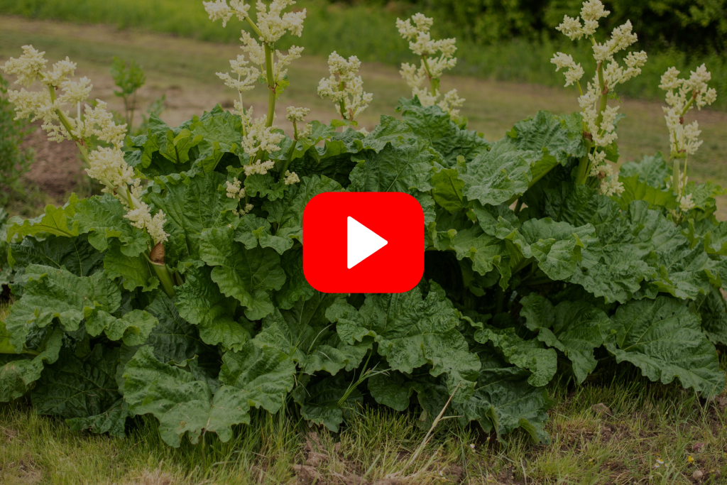 ▶︎ Watch: Rhubarb—Not Just Your Grandma’s Favorite Plant