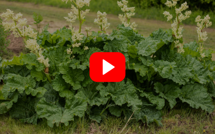 ▶︎ Watch: Rhubarb—Not Just Your Grandma's Favorite Plant