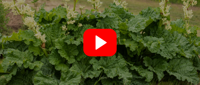 ▶︎ Watch: Rhubarb—Not Just Your Grandma’s Favorite Plant