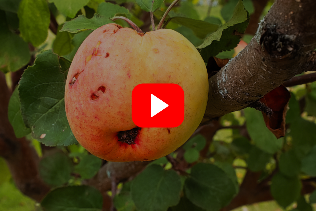 ▶︎ Watch: “Big 3” Apple Insects