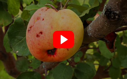 ▶︎ Watch: "Big 3" Apple Insects