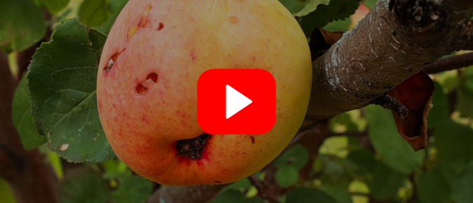 ▶︎ Watch: “Big 3” Apple Insects