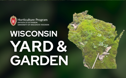 Managing Moss Problems in Lawns   