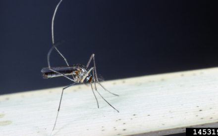 Making Informed Mosquito Control Decisions