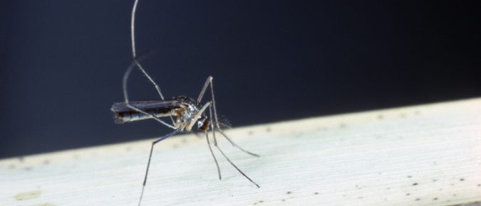Making Informed Mosquito Control Decisions