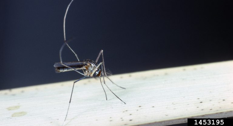 Image of mosquito by Sturgis McKeever, Georgia Southern University, Bugwood.org