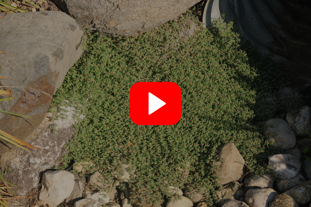 ▶︎ Watch: Fall into Spring Success—Plan Ahead for Weed Prevention