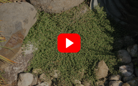 ▶︎ Watch: Fall into Spring Success—Plan Ahead for Weed Prevention