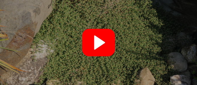 ▶︎ Watch: Fall into Spring Success—Plan Ahead for Weed Prevention