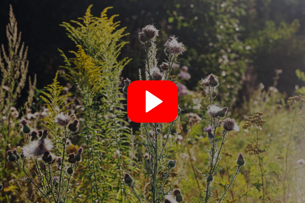 ▶︎ Watch: Managing Weeds in Pollinator Plantings