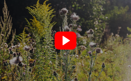 ▶︎ Watch: Managing Weeds in Pollinator Plantings