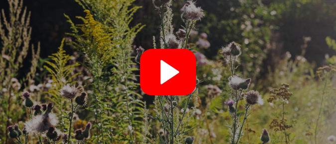 ▶︎ Watch: Managing Weeds in Pollinator Plantings