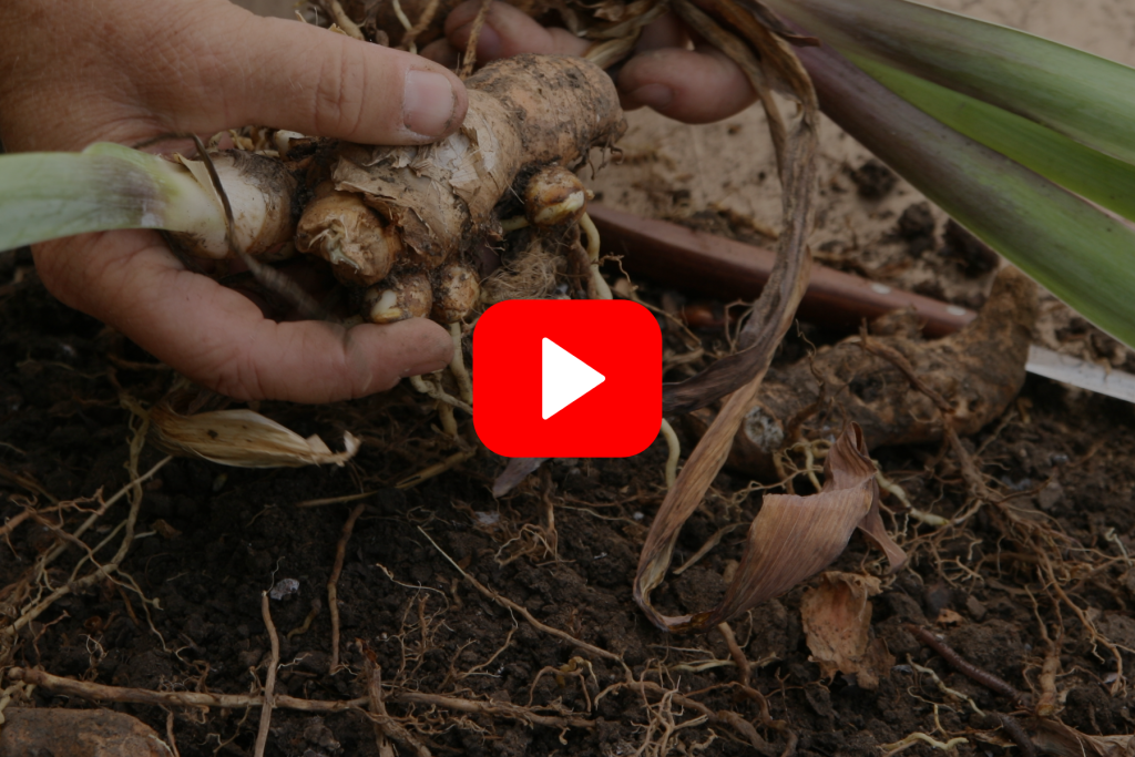 ▶︎ Watch: Understanding Your Garden Soil