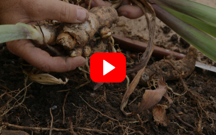 ▶︎ Watch: Understanding Your Garden Soil