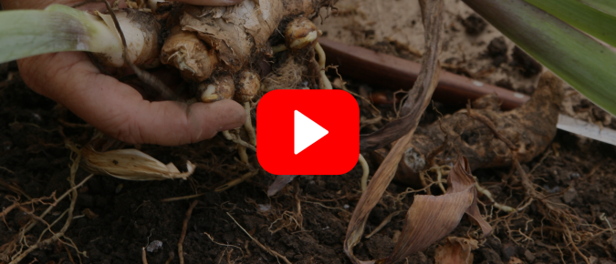 ▶︎ Watch: Understanding Your Garden Soil