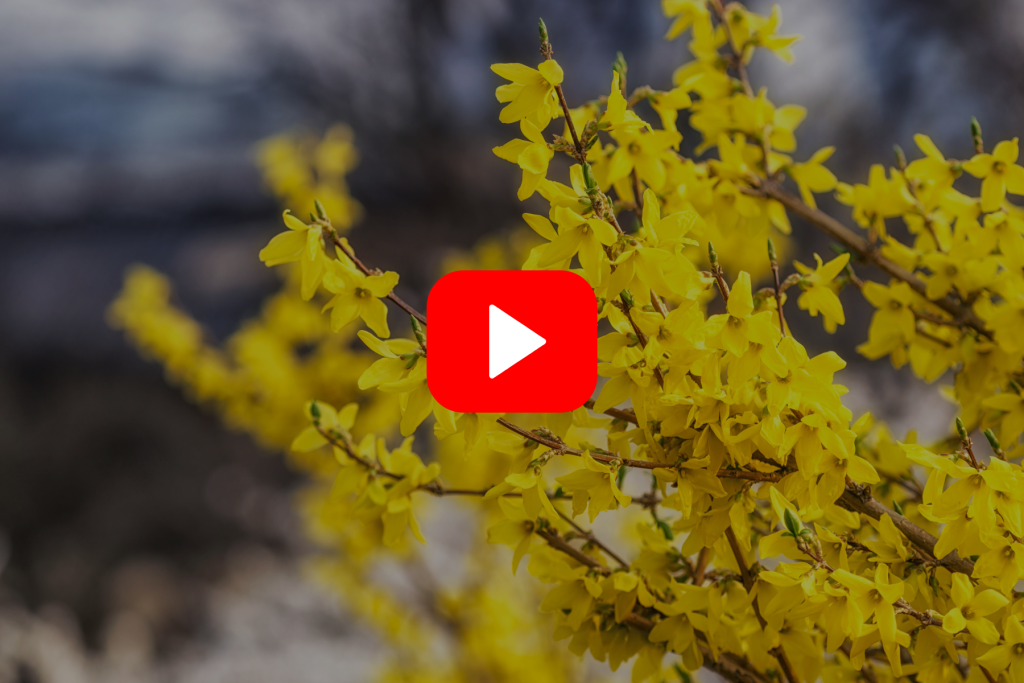 ▶︎ Watch: Trees and Shrubs for Pollinators