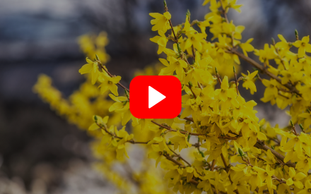 ▶︎ Watch: Trees and Shrubs for Pollinators