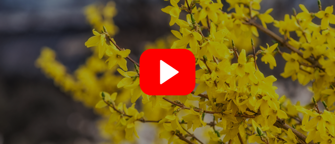 ▶︎ Watch: Trees and Shrubs for Pollinators