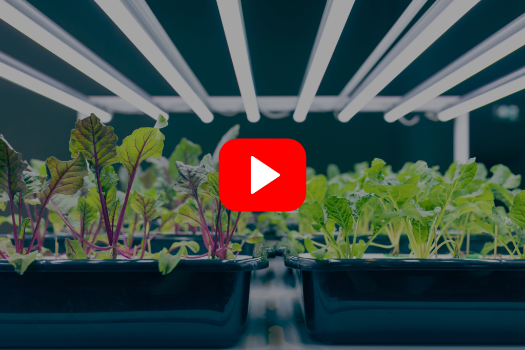 ▶ Watch: Indoor Plant Lighting